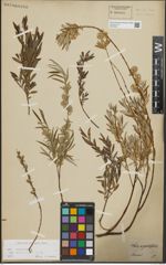 Foto von Salix repens subsp. rosmarinifolia (L.) Andersson